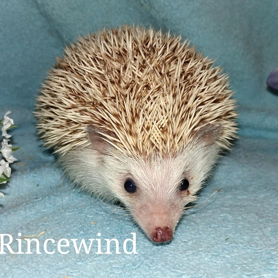 Our Herd the hedgies of Hedgehog Valley